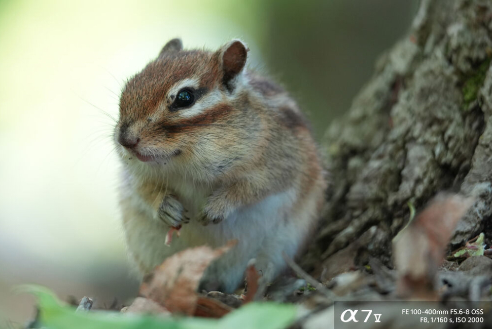 Автофокус Sony 100-400mm